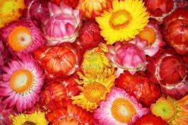 ELICRISO O SEMPREVIVI - HELICHRYSUM MISCUGLIO GR.10 - Foto 2